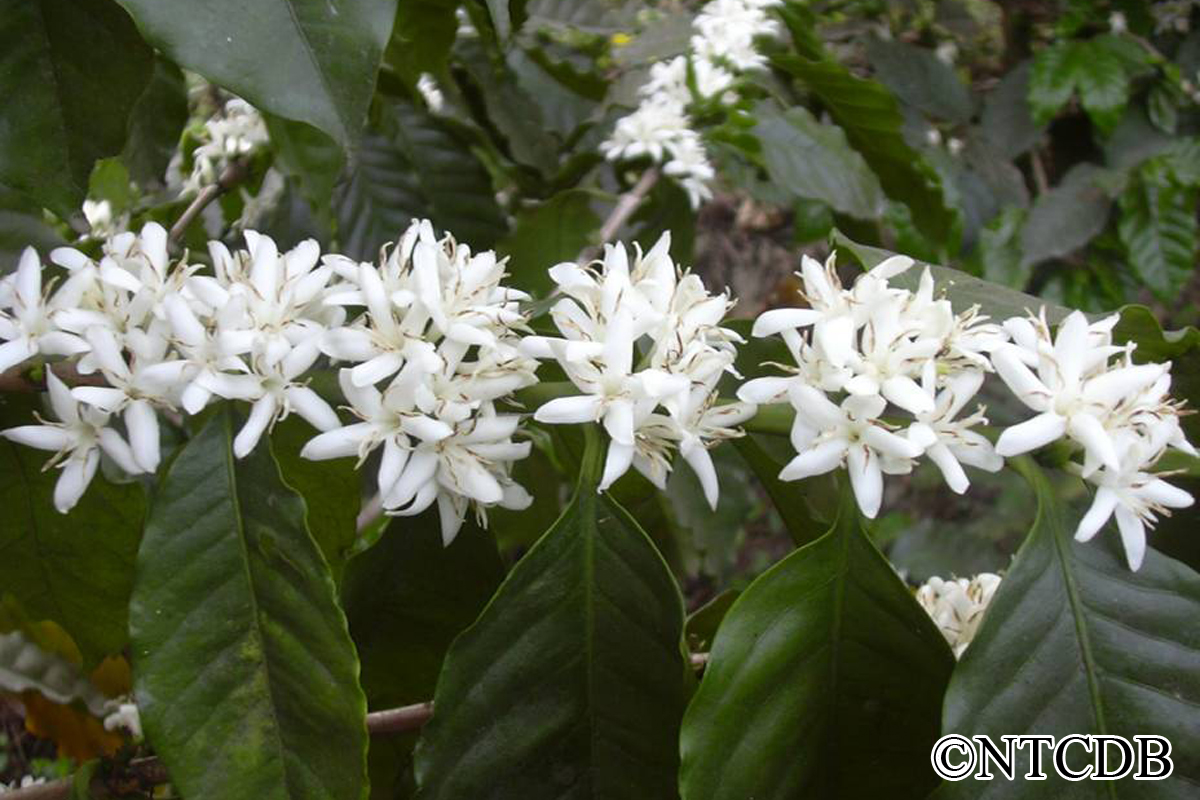 image for Coffee Flowering